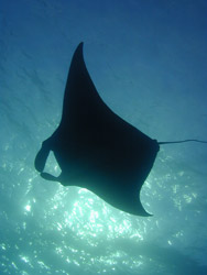 hawaiiexexcursions13