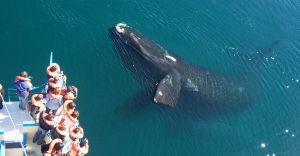 Excursii Optionale Puerto Madryn