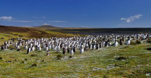 Excursii optionale Portul Stanley (Insulele Falkland)