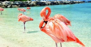 Excursii Optionale Aruba