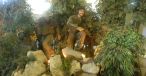 Caltun Sorin