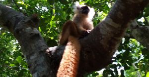 Mincan Nicoleta