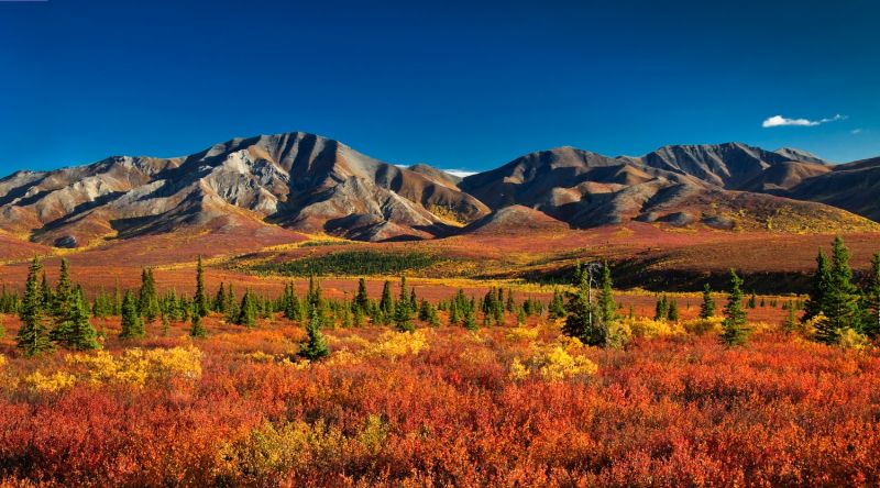 Image for Denali National Park, Alaska