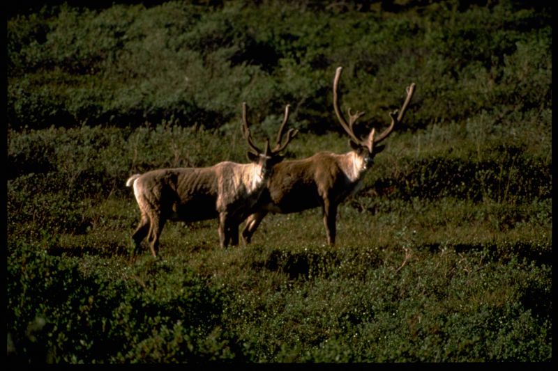 Image for Denali National Park, Alaska