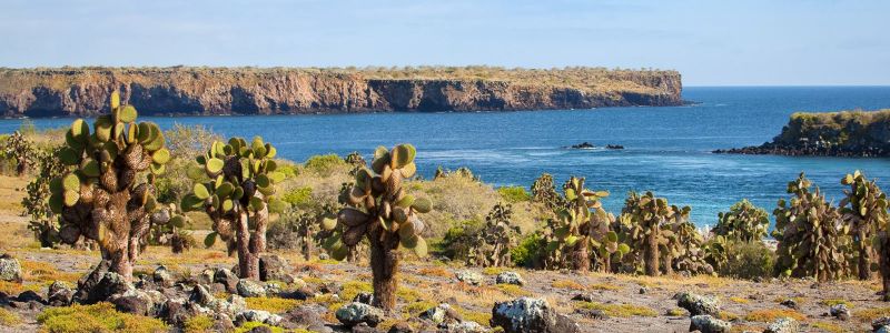 Image for Insula Santa Fe, Galapagos