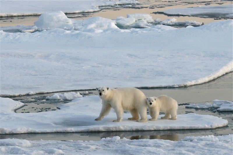 Image for Spitsbergen, Norvegia