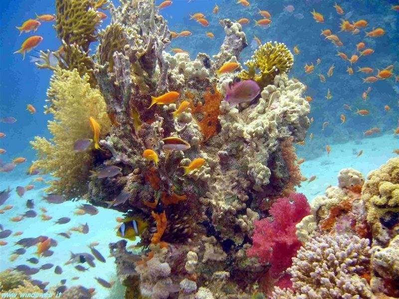 Image for Sharm-El-Sheikh, Egipt